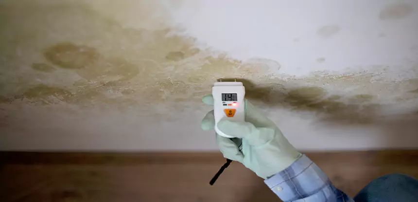 Emergency Mold Remediation in Winterville