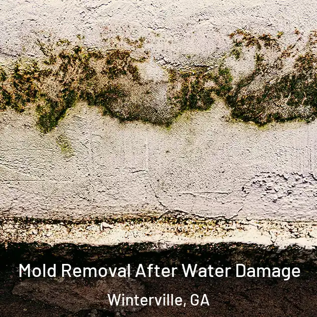  Mold Removal After Water Damage Winterville, GA